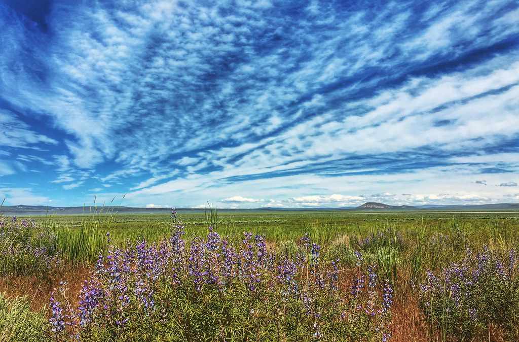 Wildflower bloom on BLM land managed by the Applegate Field Office